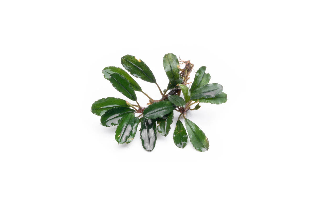 Bucephalandra Portions- 80mm Tub