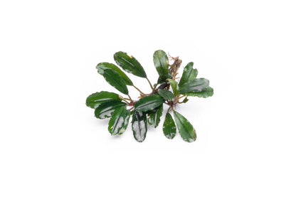 Bucephalandra Portions- 80mm Tub