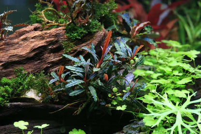 Bucephalandra Portions- 80mm Tub