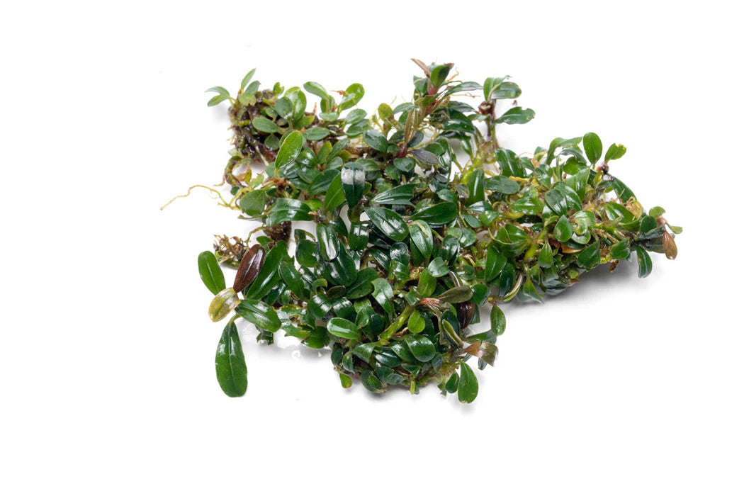 Bucephalandra Portions- 80mm Tub