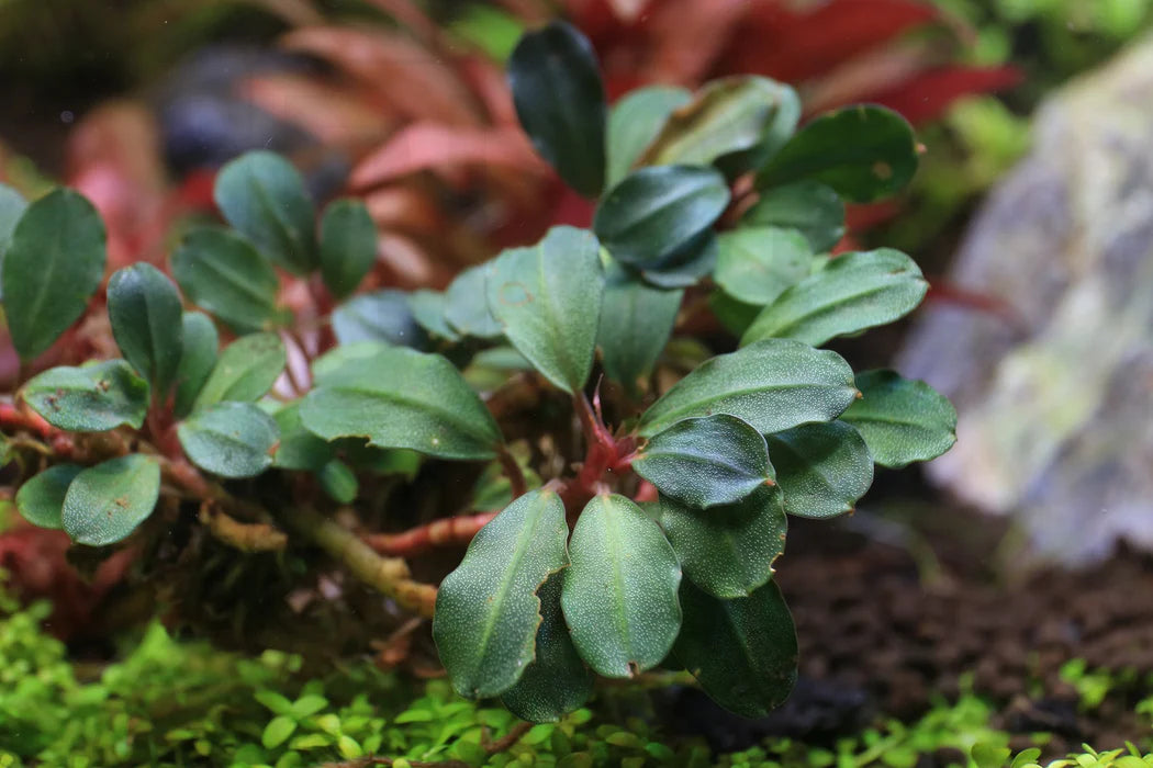 Bucephalandra Portions- 80mm Tub