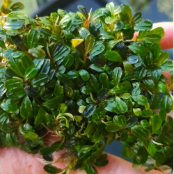 Bucephalandra Portions- 80mm Tub