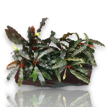 Bucephalandra Portions- 80mm Tub