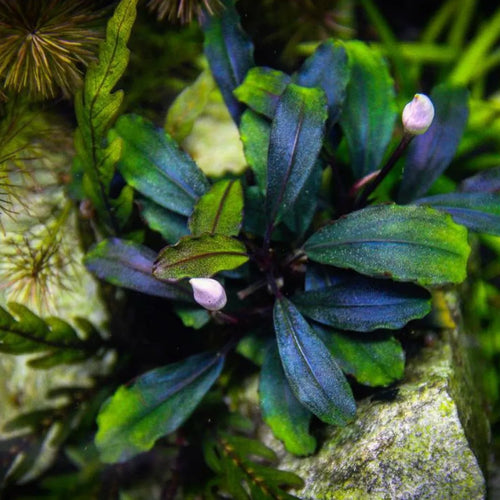 RTG Bucephelandra 'Brownie Blue'