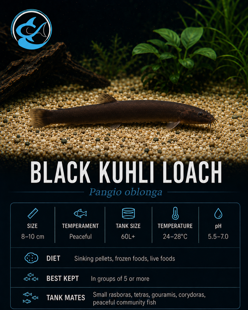 Loach-Black Kuhli