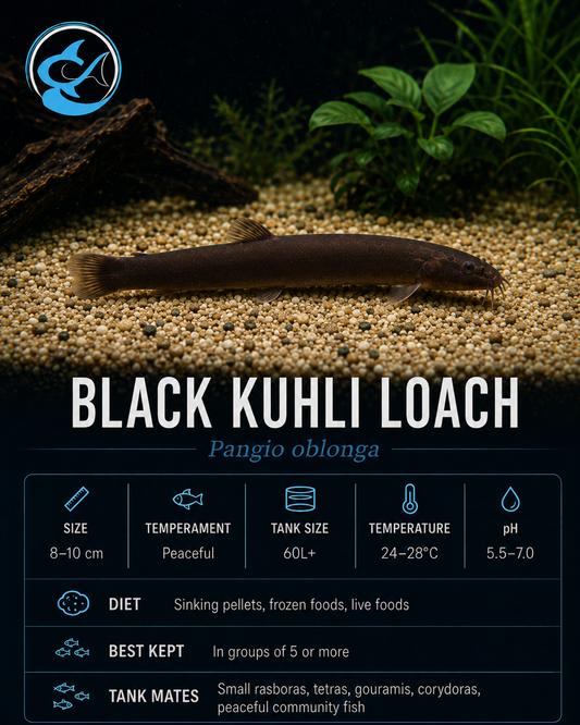 Loach-Black Kuhli