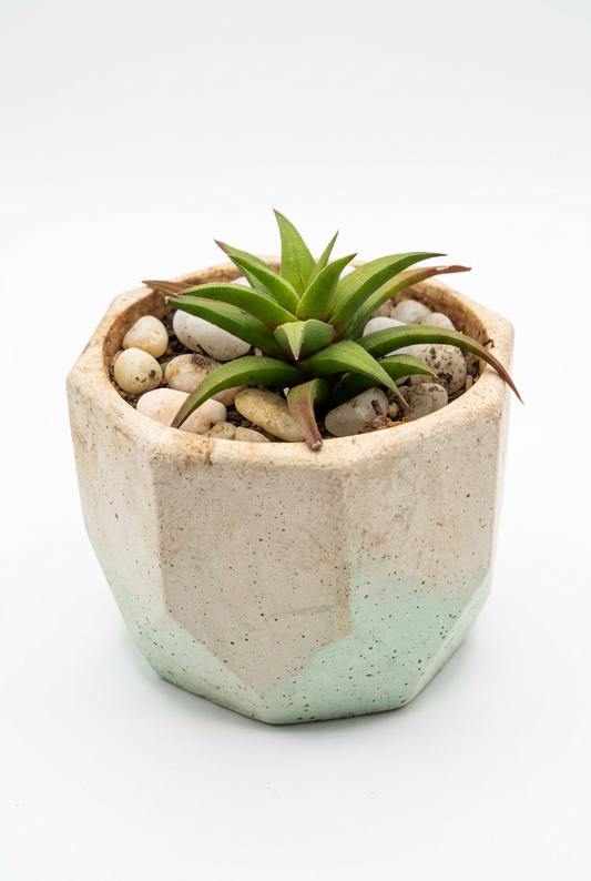 Haworthiopsis limifolia var. ubomboensis - Dwarf Succulent M59