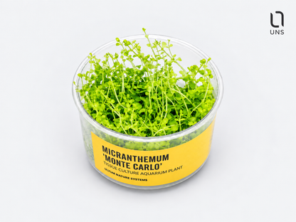 UNS Micranthemum 'Monte Carlo' in-Vitro