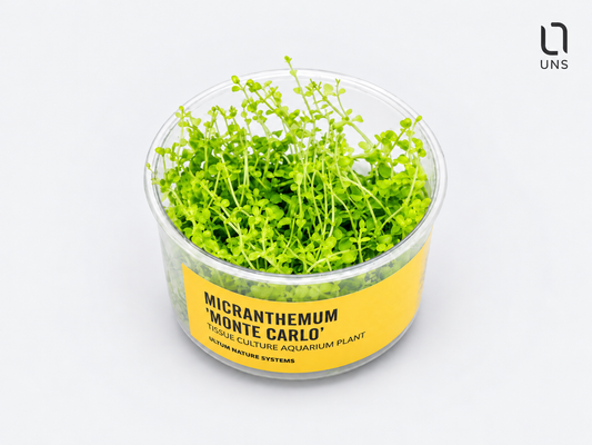 UNS Micranthemum 'Monte Carlo' in-Vitro