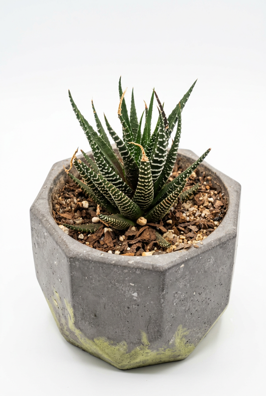 Zebra Plant M22