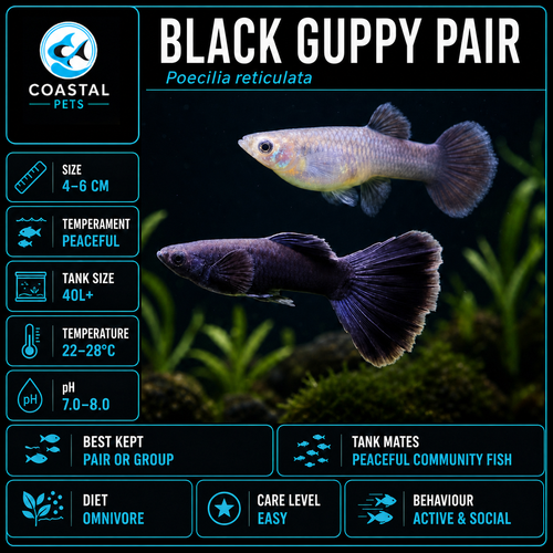 Guppy-Black Pair