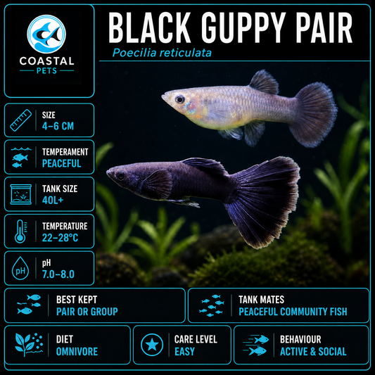 Guppy-Black Pair