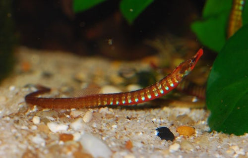 African Pipefish