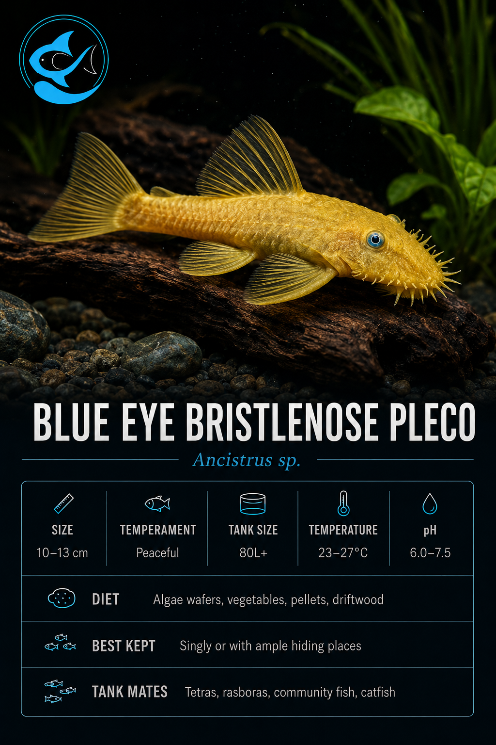 Bristlenose-Blue Eye Lemon