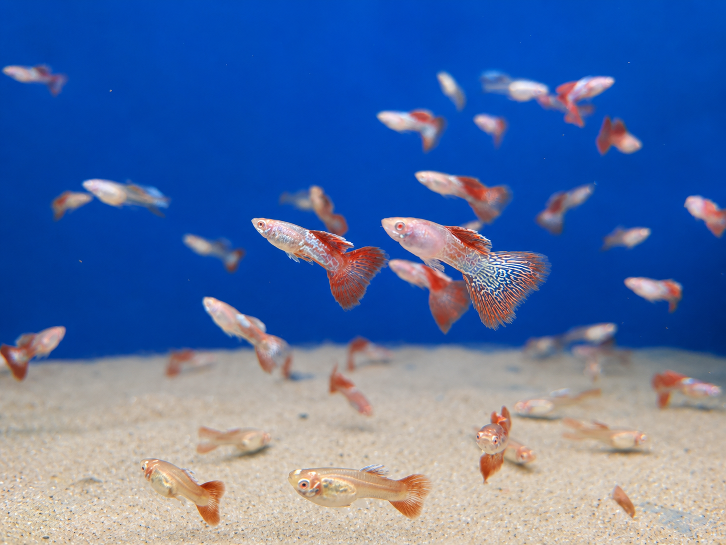 Guppy-Metal Red Lace Albino Pair
