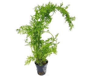 Ceratopteris - Local