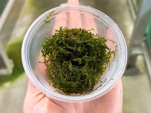 Christmas Moss Tub