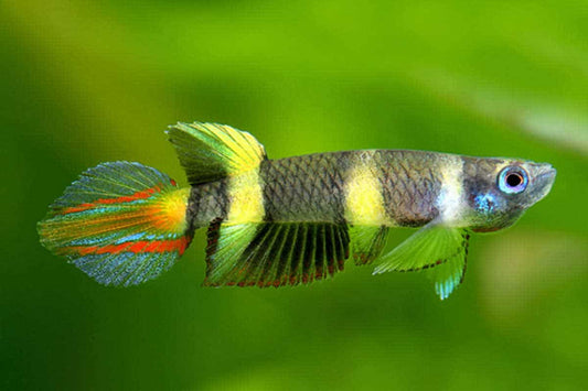 Killifish-Clown ≈2cm