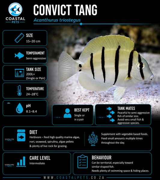 Convict Tang (8cm+-)
