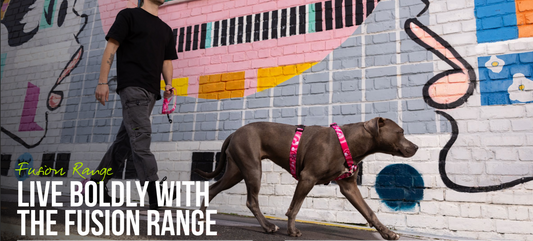 Rogz Fusion Classic Harness