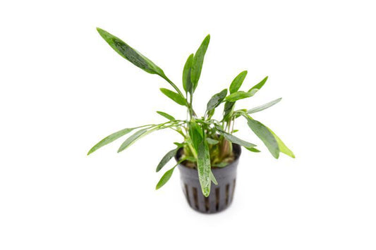 Cryptocoryne lucens