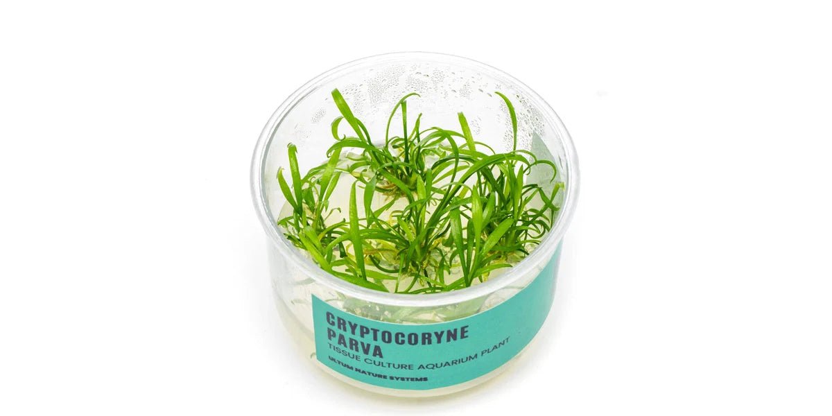 UNS Cryptocoryne Parva in-Vitro