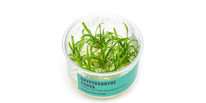 UNS Cryptocoryne Parva in-Vitro