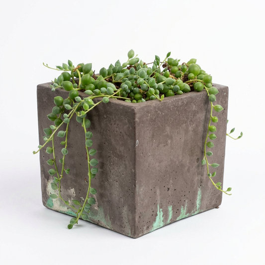 String Of Pearls Succulent #L3