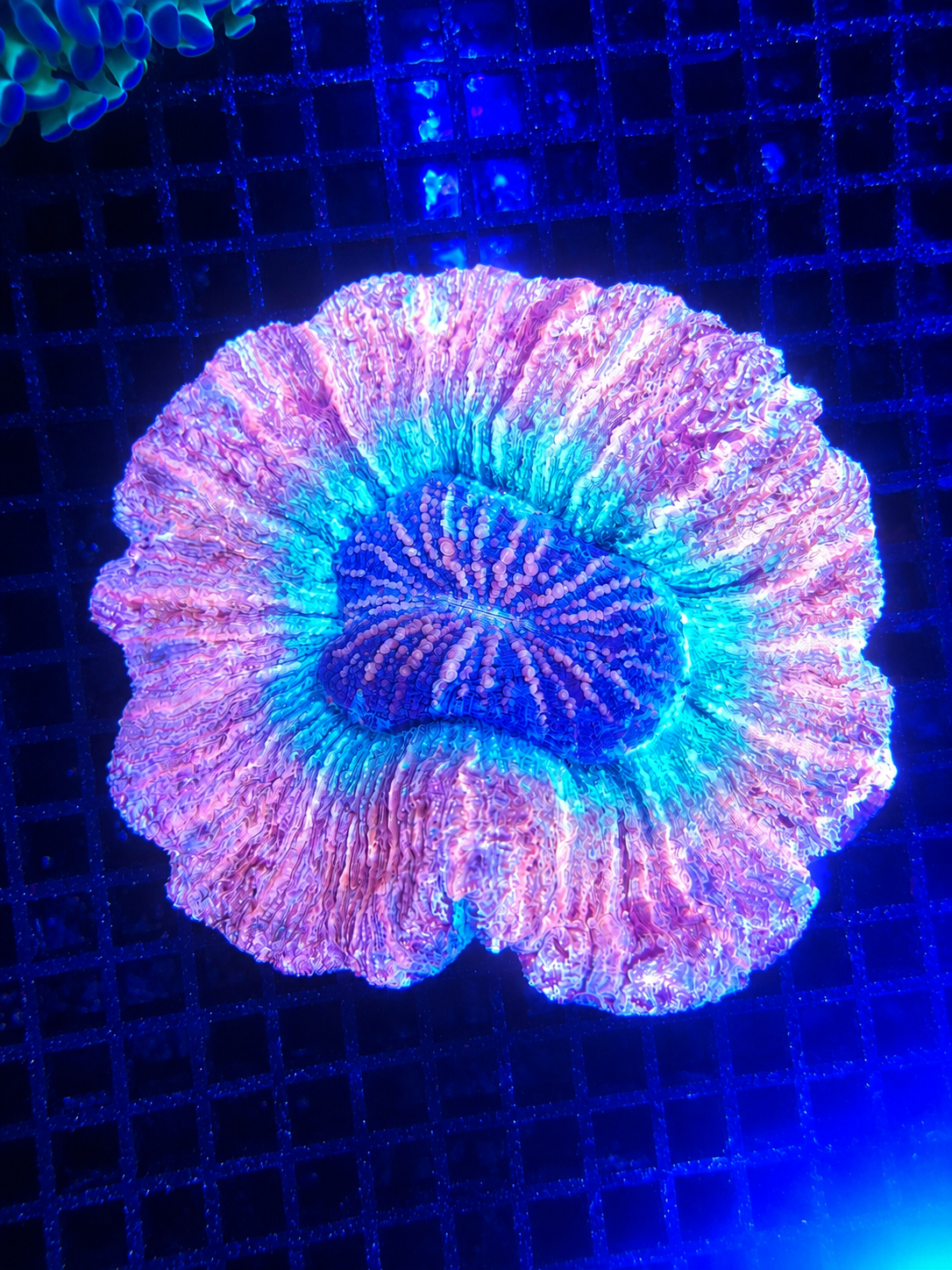 Trachyphyllia