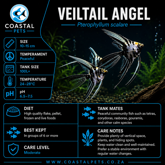 Angel-Veiltail (60-80mm)