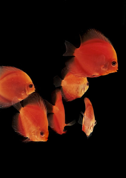 Discus-Red Melon(50mm)