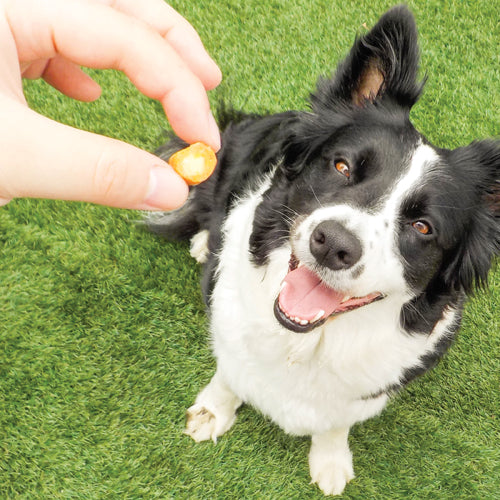 Churu Fun Bites For Dogs 22g (SINGLE )