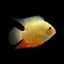 Cichlid-Gold Severum (40-50mm)