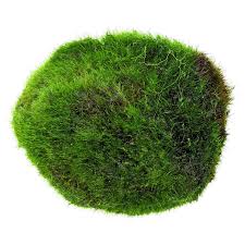 Dennerle SuperBalls Aegagropila Linnaei