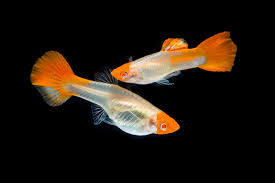 Guppy-Koi