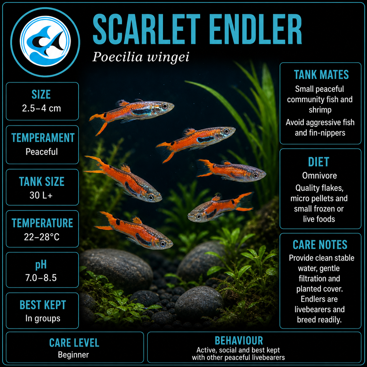 Endler-Scarlet