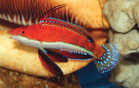 Ruby Fin Flasher Wrasse