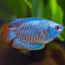 Gourami-Dwarf Blue Neon