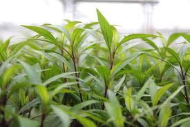 Kaiser Aquatics Hygrophila Corymbosa 'Thailand'
