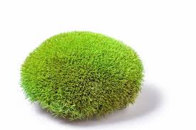 leucobryum glaucum