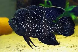 Cichlid-Starry Night (Juvenile 40mm)