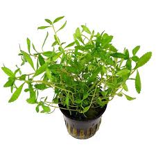 Kaiser Aquatics Proserpinaca Palustrus