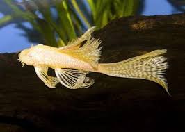 Pleco-Albino Longfin Bristlenose