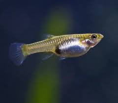 Endler Guppy Female