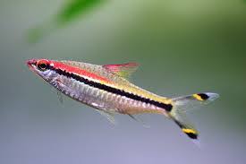 Torpedo-barb (70-90mm)