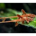 Red Lizard Whiptail(40-50mm)
