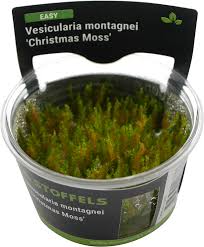 Stoffels Vesicularia Montagnei 'Christmas moss' in vitro