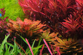 Kaiser Aquatics Ludwigia Sphaerocarpa