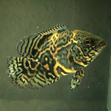 Cichlid-Oscar 60-80mm