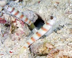 Steinitz Prawn Goby